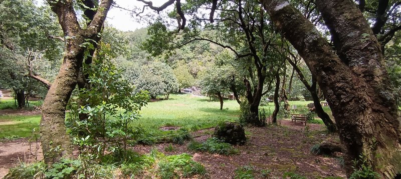 Chão dos Louros Forest Park picnic area surrounded by laurel forest