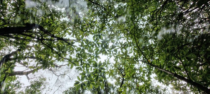 Laurel (Laurisilva) forest canopy above the PR 22 trail at Chão dos Louros