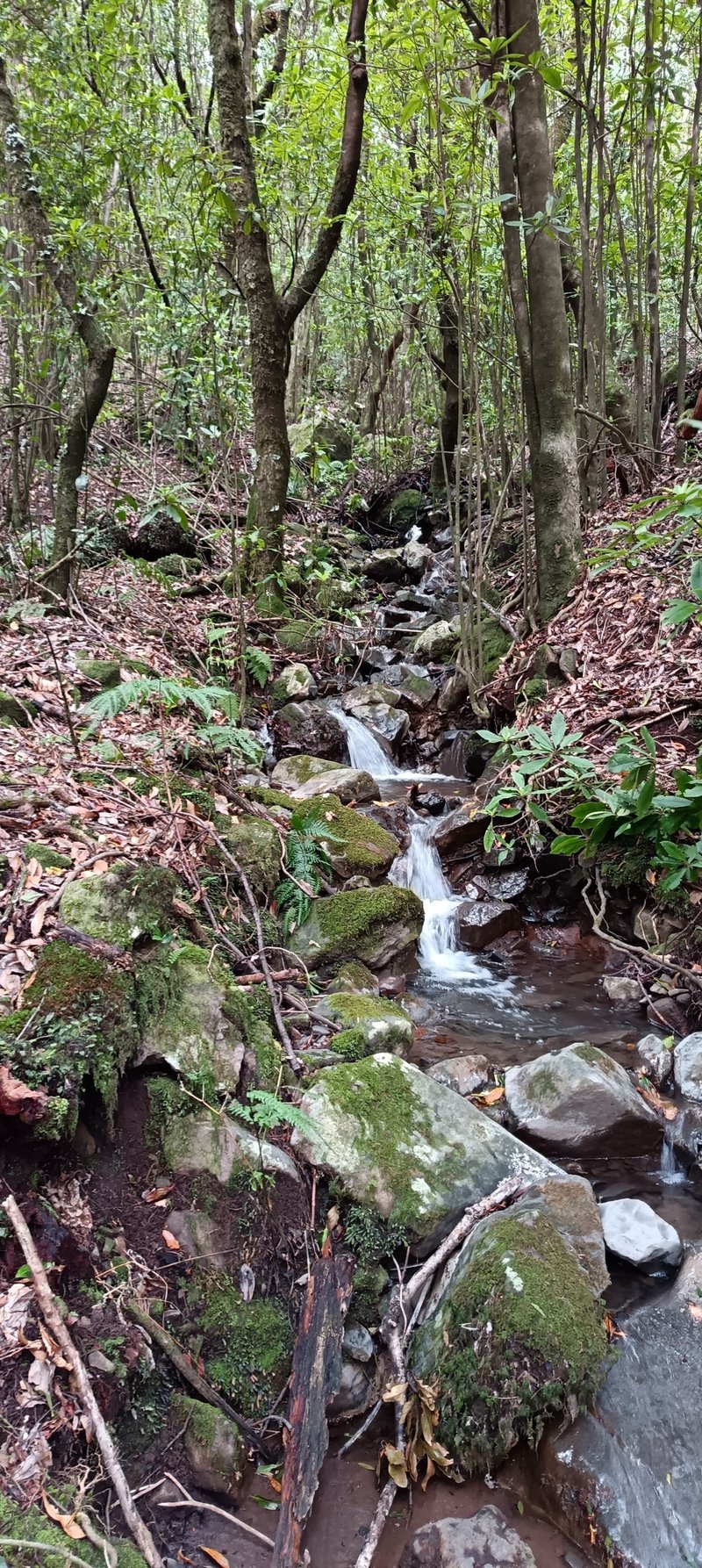 Mossy rocks in a stream along the PR 22 Vereda dos Chão dos Louros trail