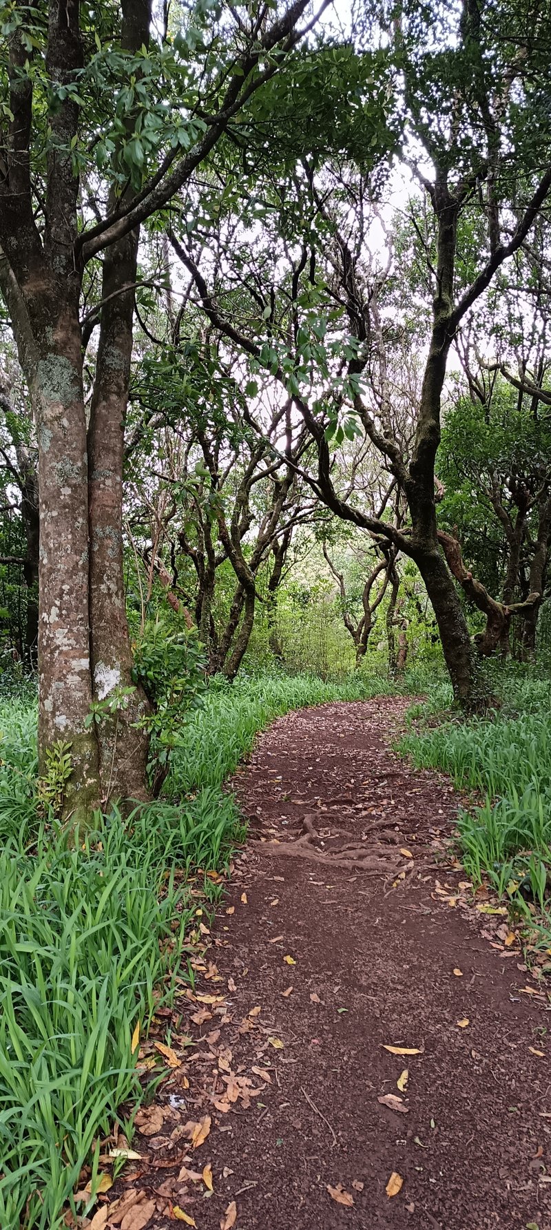 Typical hiking path on the PR 22 trail through laurel forest at Chão dos Louros