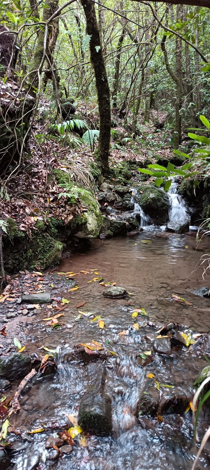 Stream with water flowing over moss-covered rocks on the PR 22 trail