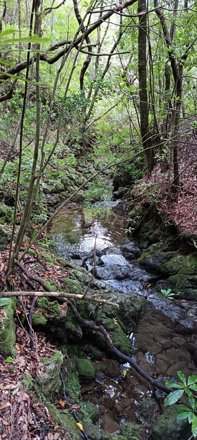 Water stream crossing the PR 22 Vereda dos Chão dos Louros circular trail