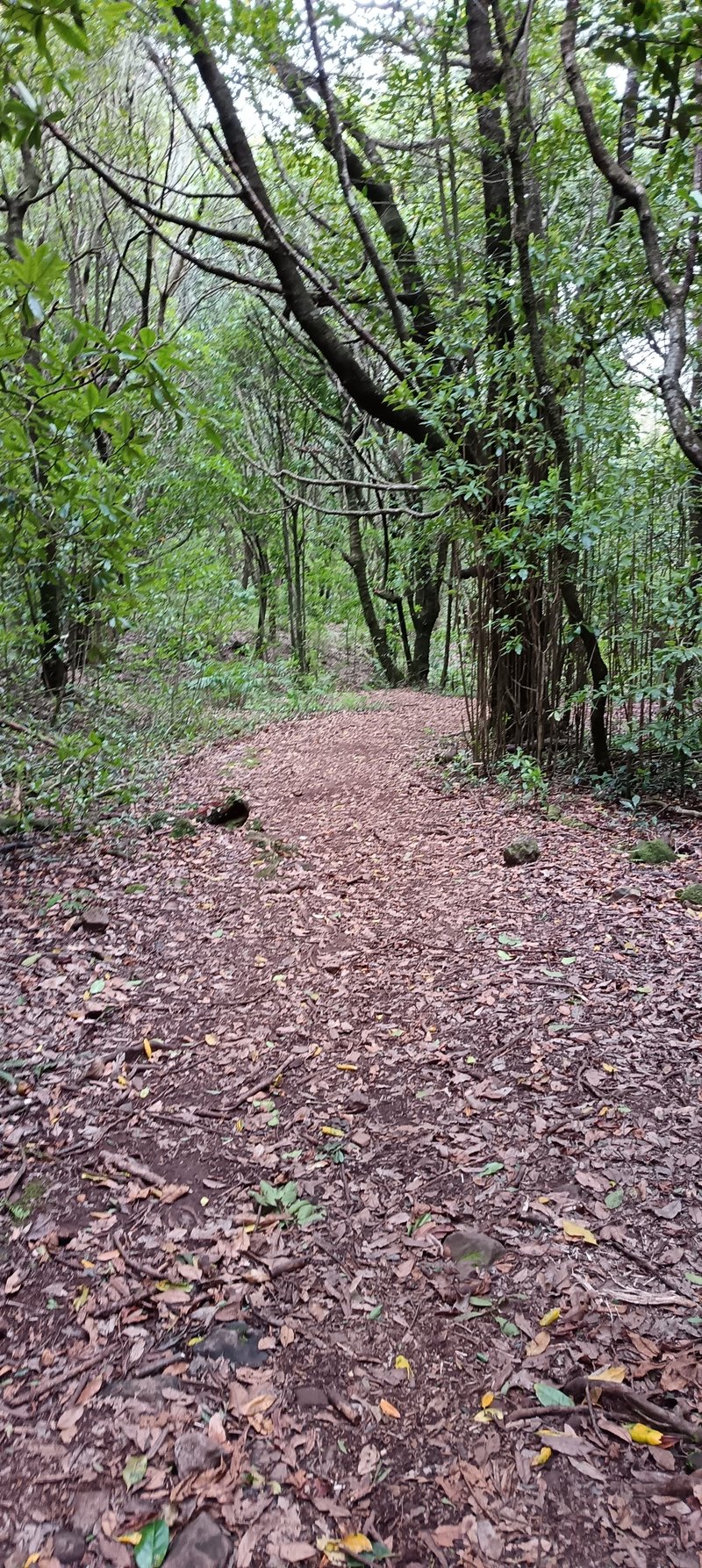 Wide Laurisilva forest path on the PR 22 Vereda dos Chão dos Louros circular trail